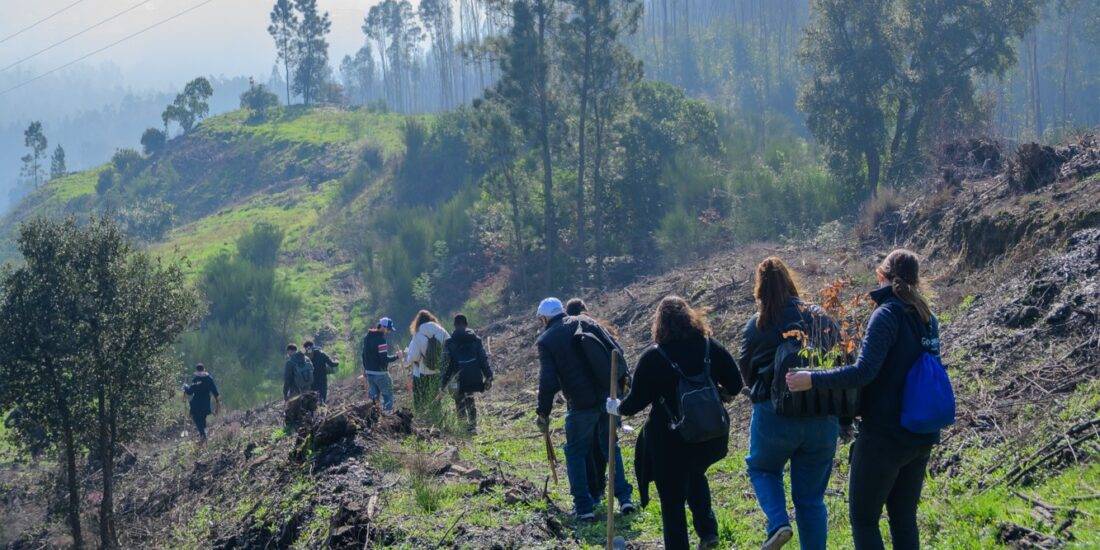 Mais de 42 mil árvores plantadas em Gondomar para recuperar floresta e margens ribeirinhas