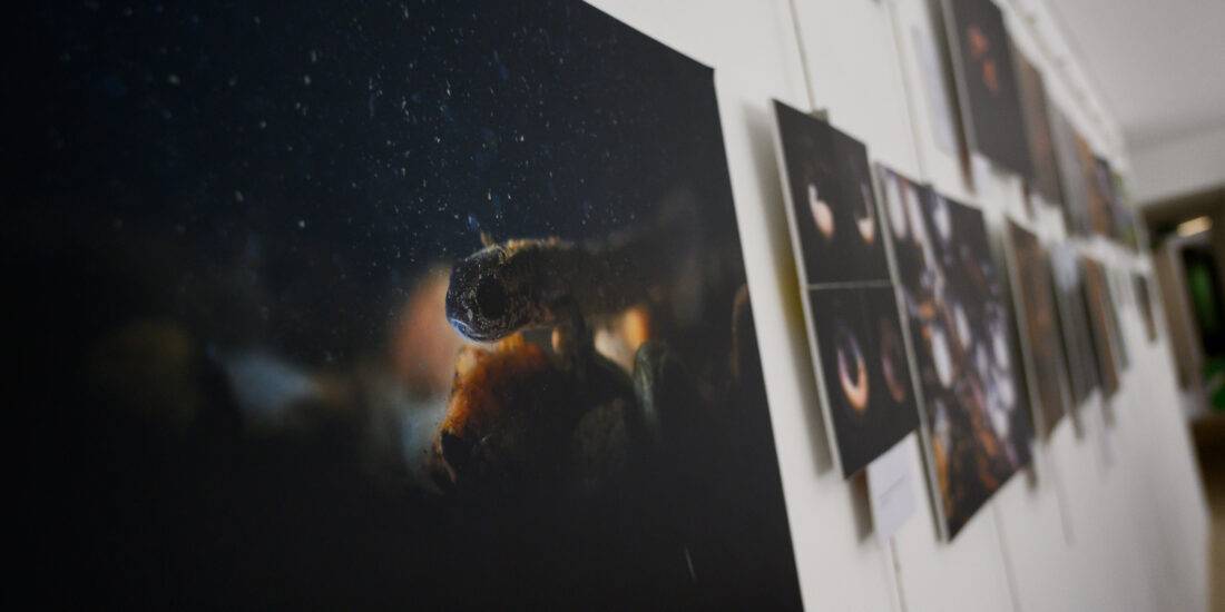 Exposição sobre a salamandra-dourada e o património mineiro patente na Quinta do Passal